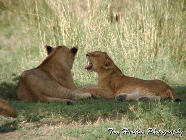 Please stop yelling in my ear.jpg